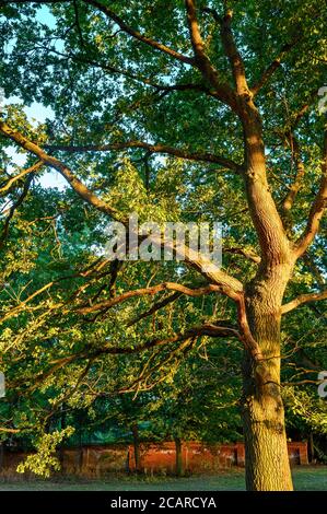 Eiche Baum in Hardington Park, Beckenham, Kent. Diese majestätische Eiche ist in einem goldenen Licht bei Sonnenuntergang mit einer roten Backsteinmauer hinter gesehen. Eiche in einem Park. Stockfoto