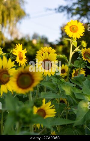 Leuchtend gelbe Sonnenblumen stehen hoch an einem blauen Himmel und sorgen für Pollen für Bienen im Garten. Stockfoto