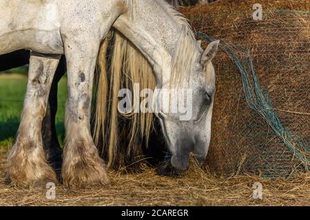 Draft Horse Portrait auf einer Weide im französischen Land Stockfoto