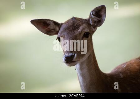 Rothirsch im Park Stockfoto