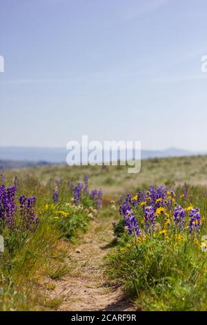 Schöne Mischung aus Lupine und Balsamwurzelblüten, die im späten Frühjahr und Frühsommer im Staat Washington auf einer Strauchsteppenlandschaft wachsen. Stockfoto