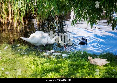 Idylle pur in Werder an der Havel Stockfoto