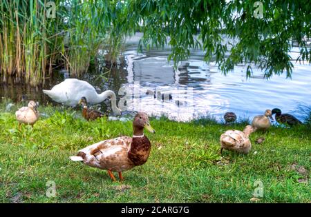 Idylle pur in Werder an der Havel Stockfoto