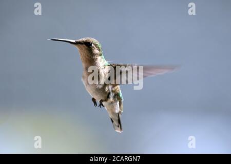 Weibchen Rubin throated Kolibri im Flug. Stockfoto