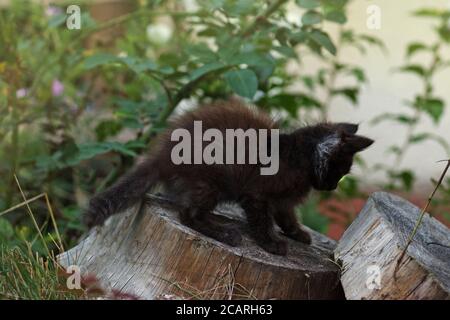 Graue flauschige Katze im Blumenbett. Niedliche erstaunliche Kätzchen. Porträt von niedlichen hübschen Kätzchen. Stockfoto