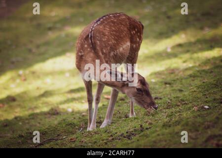 Rothirsch im Park Stockfoto