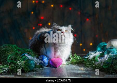 Kitty spielt mit Weihnachtsspielzeug. Katze unter einem Weihnachtsbaum. Fröhliche Feier mit Weihnachtsspielzeug Stockfoto