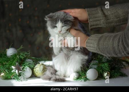 Kätzchen brach einen Weihnachtsbaum. Katze zerstört Weihnachtsbaum. Frau reinigt, nachdem die Katze den Weihnachtsbaum umgedreht hat Stockfoto