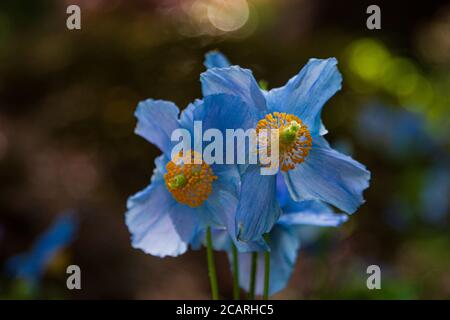 Himalayan Blue Mohnblumen im strahlenden Sonnenlicht im japanischen Garten von Butchart Gardens in BC, Kanada. Stockfoto