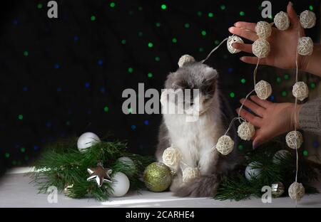 Katze legt in Weihnachtsschmuck und Band. Weihnachten niedliche Katze. Katze auf Weihnachtsbaum. Katze zerstört Weihnachten Stockfoto