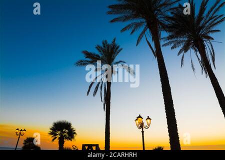 Palmen Silhouetten unter einem bunten Himmel bei Sonnenuntergang in Alghero Stockfoto