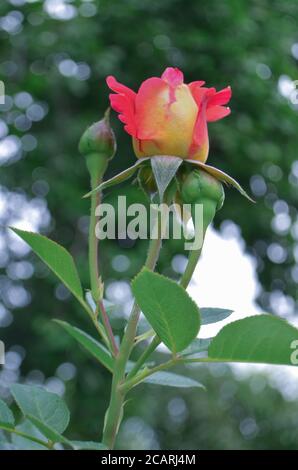 Schöne zweifarbige Blume Iguana. Schöne rote Rose. Kombination von Zitronengelb zu rot. Stockfoto