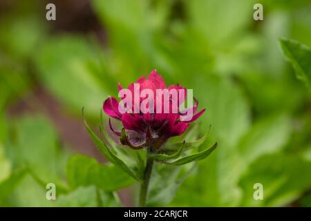 Magenta-Pinselblüten wachsen im Frühling auf den alpinen Wiesen des Mt. Rainier National Park. Stockfoto