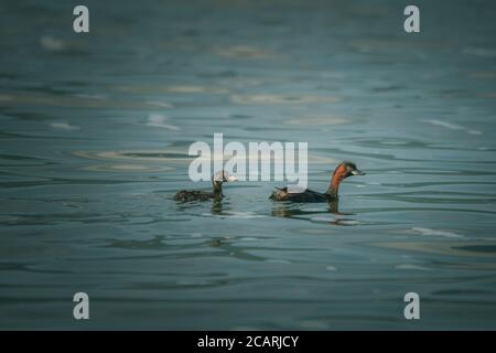 Enten auf Agios Achilios Insel bei Prespa Seen, Griechenland Stockfoto