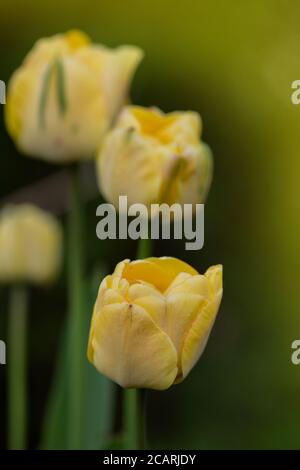 Pfirnblütige gelbe Tulpe. Tulip Double Beauty of Apeldoorn. Leuchtende Töne von gelber und goldener orangefarbener Tulpe Stockfoto