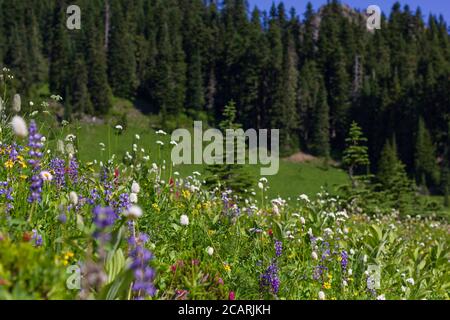 Im grünen Gras rund um den Tipsoo Lake auf dem Naches Peak Loop Trail am Chinook Pass blühen bunte Almwiesen-Wildblumen. Stockfoto