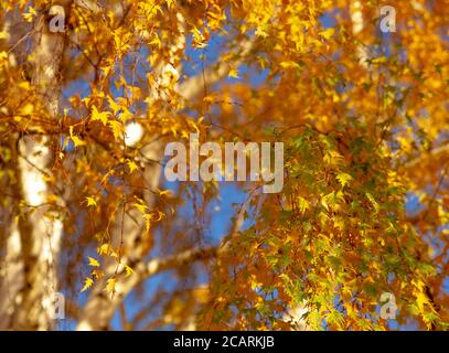 Herbstfarben von Orange und Gelb auf einer Birke gegen einen klaren blauen Himmel. Stockfoto
