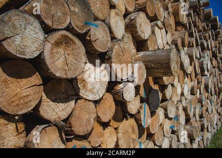 Stapel von natürlichen Holzstämmen. Hintergrund von Holzstruktur Stockfoto