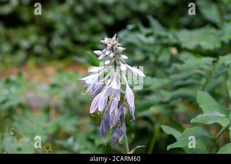 Blüten einer Wegerich-Lilie, auch Giboshi, Hosta sieboldiana oder Blaublatt Funkie genannt Stockfoto