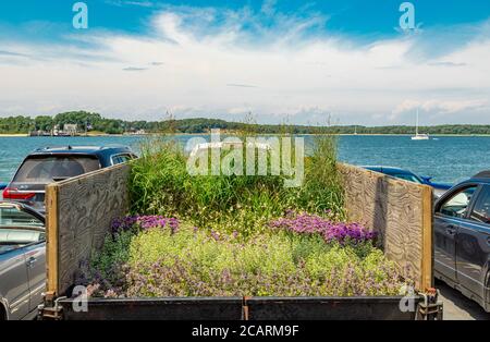 Anhänger voller Pflanzen auf der Shelter Island Ferry Stockfoto