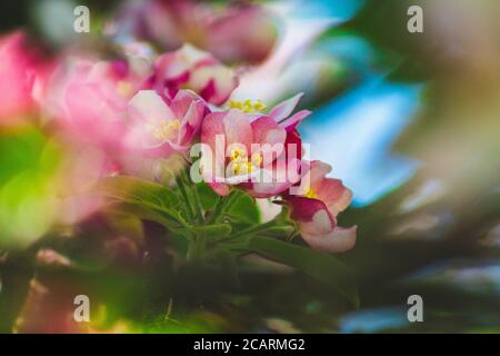Apfelbaum blüht auf einem Baum. Schöne rosa und weiße Blüten in verschiedenen Formen Stockfoto