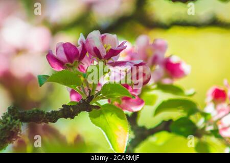 Apfelbaum blüht auf einem Baum. Schöne rosa und weiße Blüten in verschiedenen Formen Stockfoto