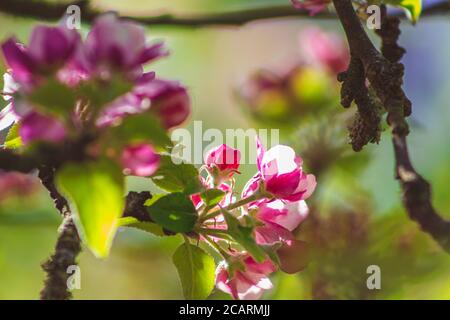 Apfelbaum blüht auf einem Baum. Schöne rosa und weiße Blüten in verschiedenen Formen Stockfoto