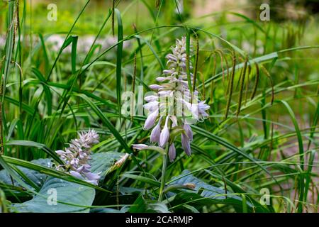 Blüten einer Wegerich-Lilie, auch Giboshi, Hosta sieboldiana oder Blaublatt Funkie genannt Stockfoto