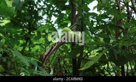 Schön aussehende rohe grüne Tomaten zwischen den Blättern Stockfoto