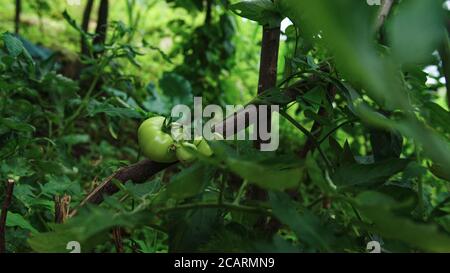 Rohe grüne Tomaten zwischen den Blättern Nahaufnahme Stockfoto