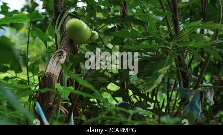 Rohe grüne Tomaten zwischen den Blättern Nahaufnahme Stockfoto