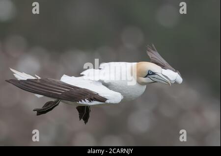 Northern Gannet im Flug in Hermaness, Unst, Shetland, Großbritannien Stockfoto