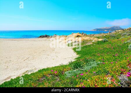 Santa Reparata Strand im Frühling, Sardinien Stockfoto