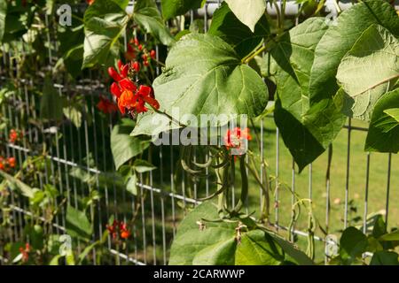 Phaseolus coccineus oder scharlachrote Läuferbohne, mit frischen neuen Blumen, die als Bildschirm für eine Gartenkletteranwendung über und in einem Drahtzaun verwendet werden Stockfoto