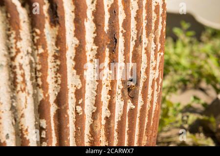 Europäische Hornisse, Vespa crabro, die aus dem Nestloch hervorgehen und das natürliche Gleichgewicht anderer wirbelloser Tiere erhalten, die ein Top-Insektenfresser sind Stockfoto