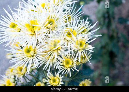 Nahaufnahme eines Buschs von weißen Chrysantheme-Blüten mit gelben Zentren. Bush der Herbstchrysanthemen. Gartenpflanzen, wachsende Blumen. Stockfoto