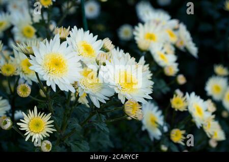 Nahaufnahme eines Buschs von weißen Chrysantheme-Blüten mit gelben Zentren. Bush der Herbstchrysanthemen. Gartenpflanzen, wachsende Blumen. Stockfoto