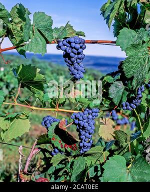 Trauben bereit für die Lese im Weinberg im Finger wachsen Lakes Region of New York State in den Vereinigten Staaten Stockfoto