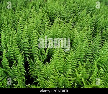 Grüne Farne füllen den Rahmen auf dem Waldboden. Stockfoto