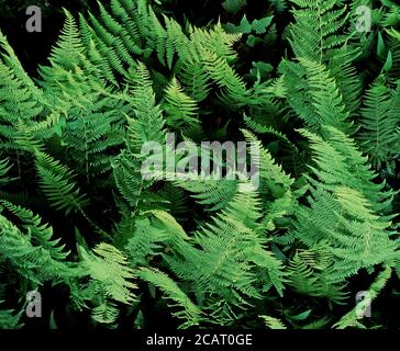 Grüne Farne füllen den Rahmen auf dem Waldboden. Stockfoto