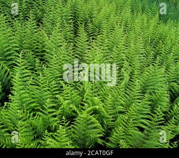 Grüne Farne füllen den Rahmen auf dem Waldboden. Stockfoto