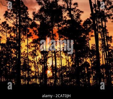 Bäume silhouetted gegen eine orange sunet Himmel in den Everglades Nationalpark im Süden Floridas in den Vereinigten Staaten Stockfoto