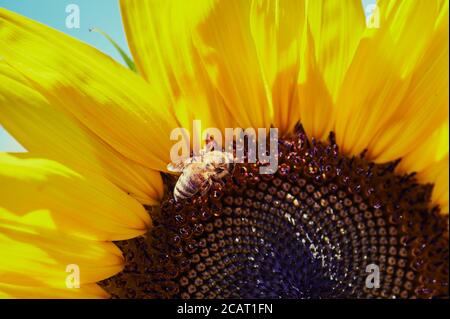 Das Makro der Biene, die Pollen in der Sonnenblume auf sammelt Ein sonniger Tag Stockfoto
