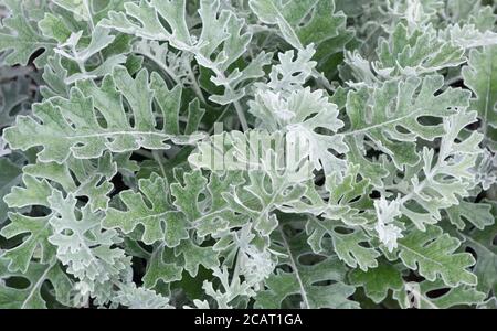 Grüne Blätter Muster Hintergrund. Silberrautkraut. Natürlicher Hintergrund und Tapete. Kreatives grünes Laub-Layout. Natur Sommer Konzept. Stockfoto