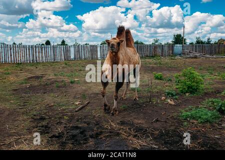 Einheimische baktrische Kamel auf der Kamelfarm Stockfoto