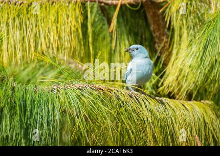 Blaugrauer Tanager (Thraupis episcopus) Auf einer Kiefer im Norden von Amazonas Peru Stockfoto