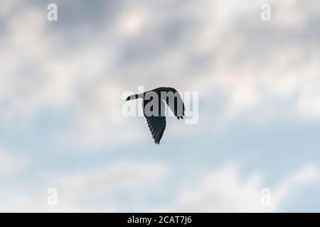 Ein Rotschwanzvogel, der seine mächtigen Flügel flattern und teilweise durch das Morgenlicht silhouettiert, während er über dem Himmel fliegt, während er unten nach Beute jagt. Stockfoto