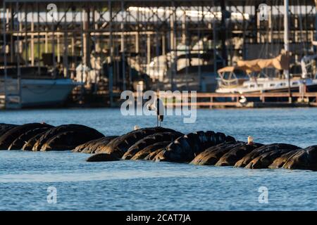 Ein großer Blaureiher, der seine Federn aufzieht, während er auf einer Reifebarade im Wasser steht, mit einem Yachthafen voller Boote im Hintergrund. Stockfoto