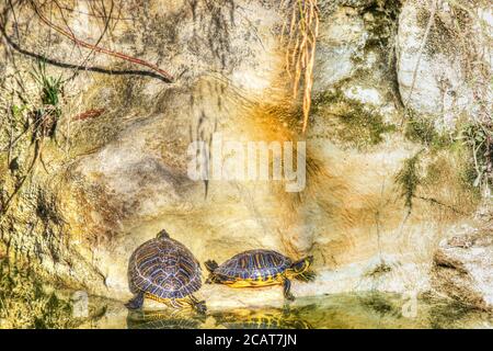 Zwei Schildkröten auf einem grauen Felsen spiegeln sich im Wasser Stockfoto