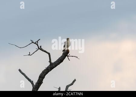 Red-tailed Hawk Blick über die Felder unten von seinem Barsch an der Spitze eines toten Baumes in das warme Licht kurz nach Sonnenaufgang. Stockfoto